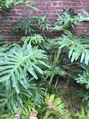 Thaumatophyllum bipinnatifidum