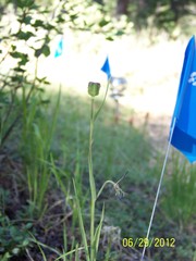 Fritillaria atropurpurea