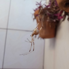 Latrodectus geometricus