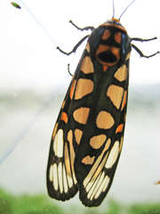 Aglaomorpha plagiata