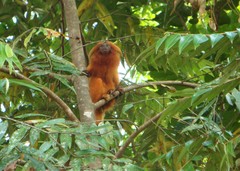 Leontopithecus rosalia