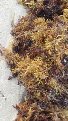 Sargassum natans