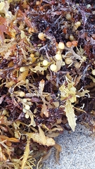 Sargassum natans