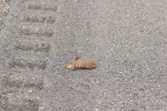 Kinosternon arizonense