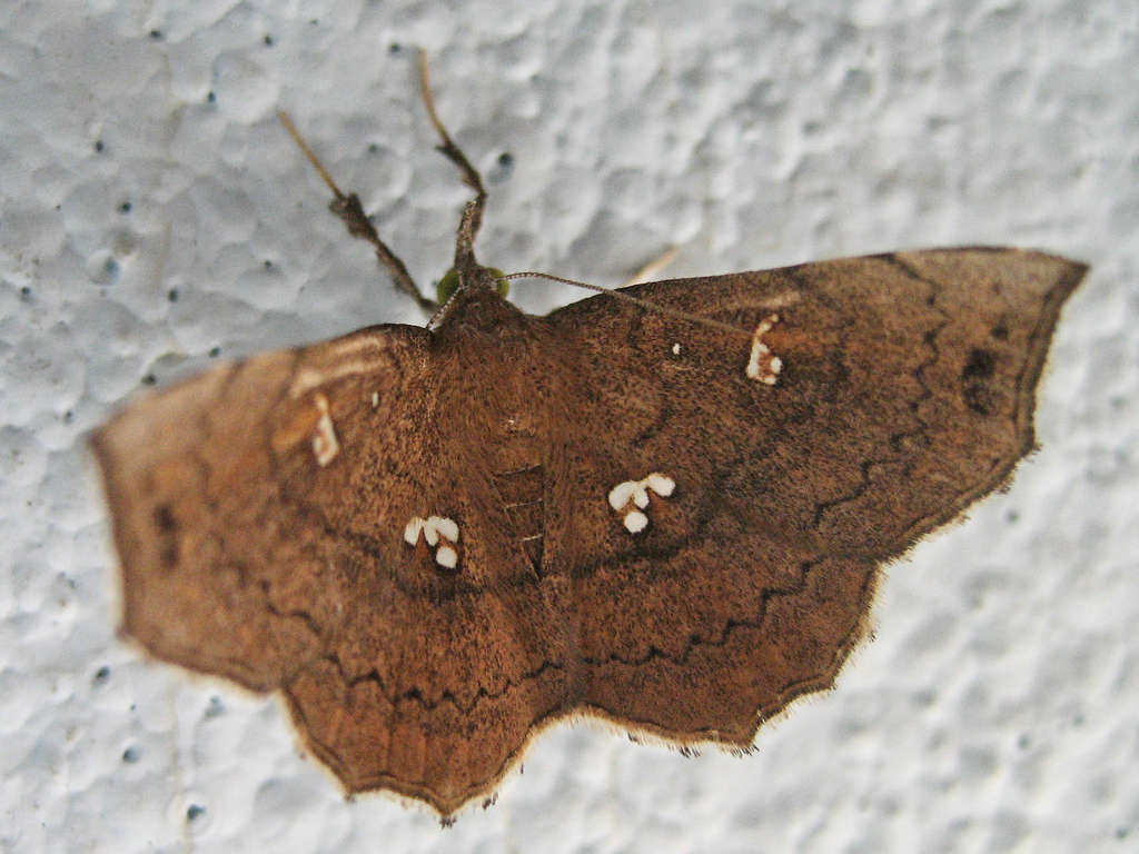 Egnasia ephyrodalis