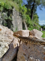 Gerrhonotus ophiurus