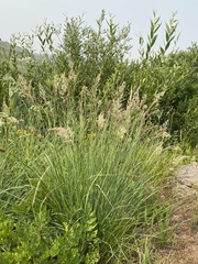 Calamagrostis utsutsuensis