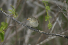 Certhidea fusca