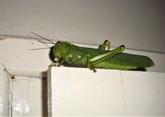 Tropidacris cristata grandis