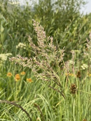 Calamagrostis utsutsuensis