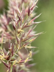 Calamagrostis utsutsuensis