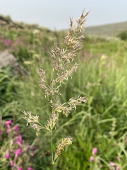 Calamagrostis utsutsuensis