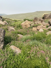 Calamagrostis utsutsuensis