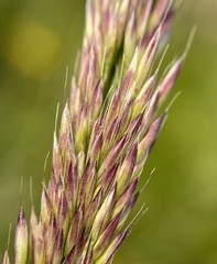 Calamagrostis utsutsuensis
