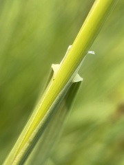 Calamagrostis utsutsuensis