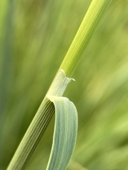 Calamagrostis utsutsuensis
