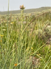Calamagrostis utsutsuensis