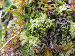 Anisotome imbricata prostrata