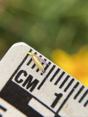 Calamagrostis utsutsuensis