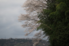 Prunus