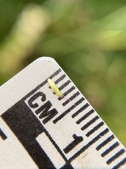 Calamagrostis utsutsuensis