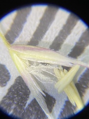 Calamagrostis utsutsuensis