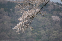 Prunus
