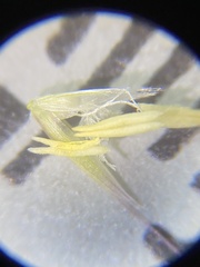 Calamagrostis utsutsuensis