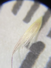 Calamagrostis utsutsuensis