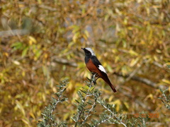 Phoenicurus erythrogastrus