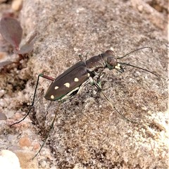 Cicindela ocellata