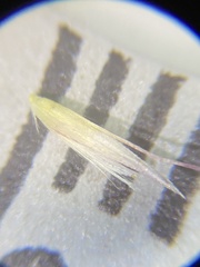 Calamagrostis utsutsuensis