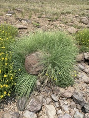 Calamagrostis utsutsuensis