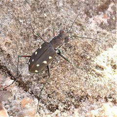 Cicindela ocellata