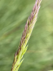 Calamagrostis utsutsuensis