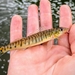 Common Logperch - Photo (c) Nick Kamm, some rights reserved (CC BY-NC), uploaded by Nick Kamm