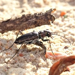 Cicindela punctulata