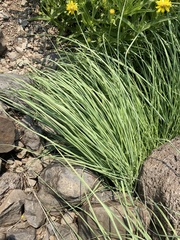 Calamagrostis utsutsuensis
