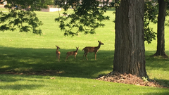 Odocoileus virginianus