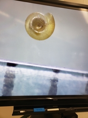 Striatura milium
