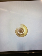 Striatura milium