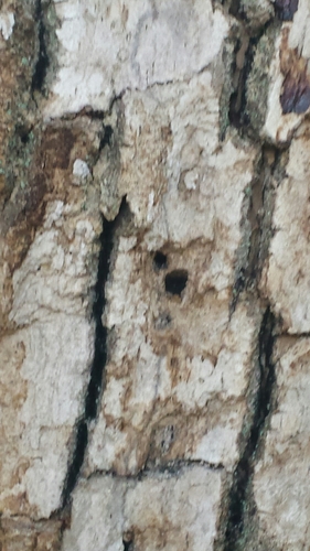 Emerald ash borer