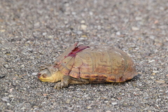 Kinosternon arizonense