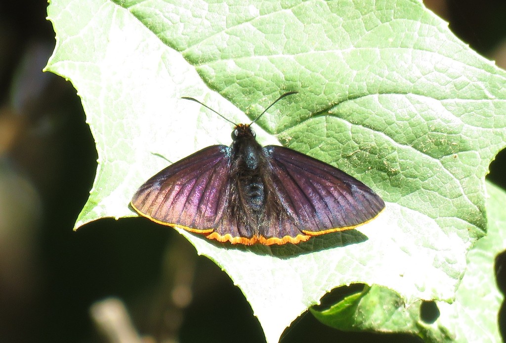 Jonaspyge elizabethae
