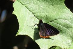 Chalypyge chalybea