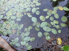 Polypedilum braseniae