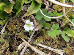 Geranium microphyllum