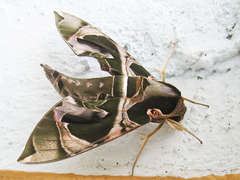 Daphnis hypothous crameri