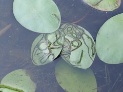 Polypedilum braseniae