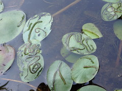 Polypedilum braseniae